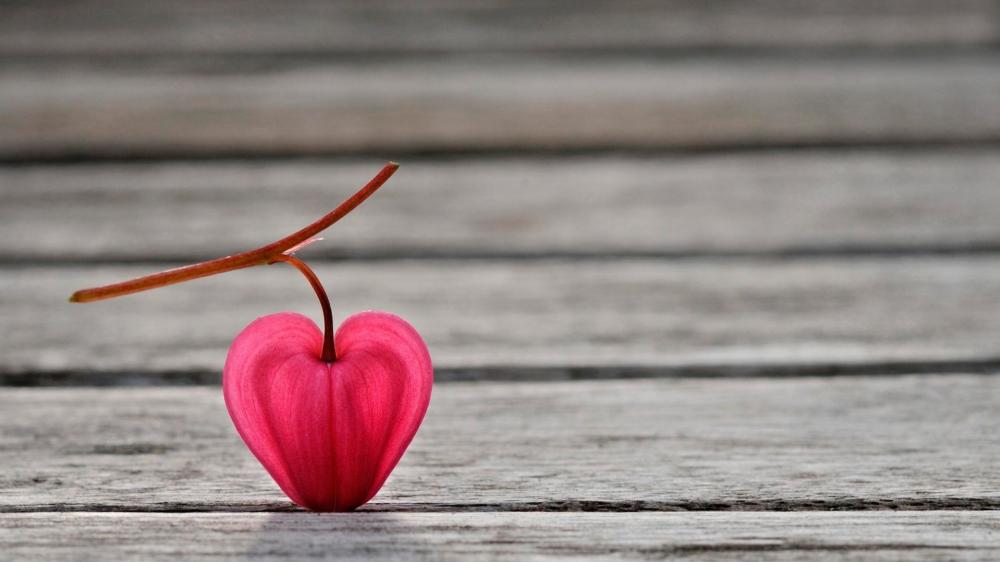 Heartfelt Blossom on Wooden Canvas wallpaper