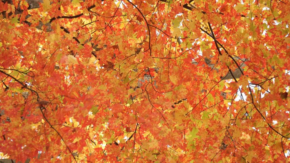 Fall leaves covering the screen wallpaper