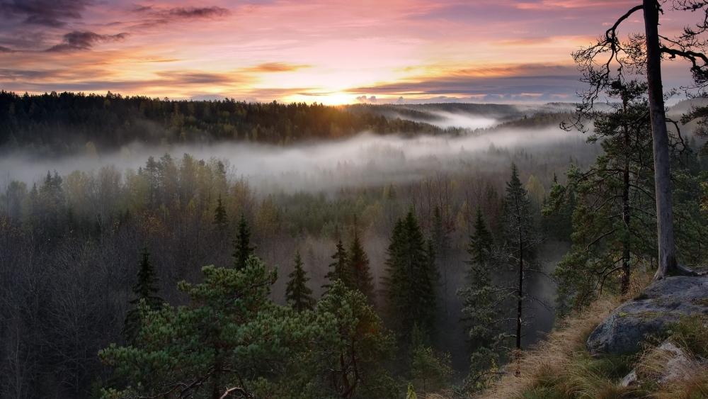 Misty Forest Horizon at Dawn wallpaper