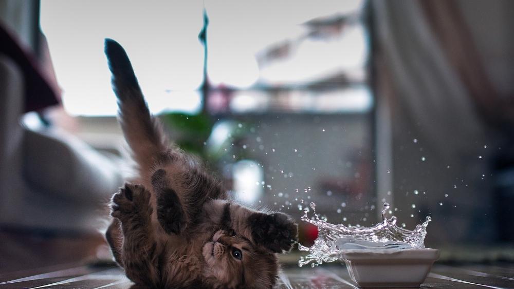 Playful Kitten Antics Captured in Motion wallpaper