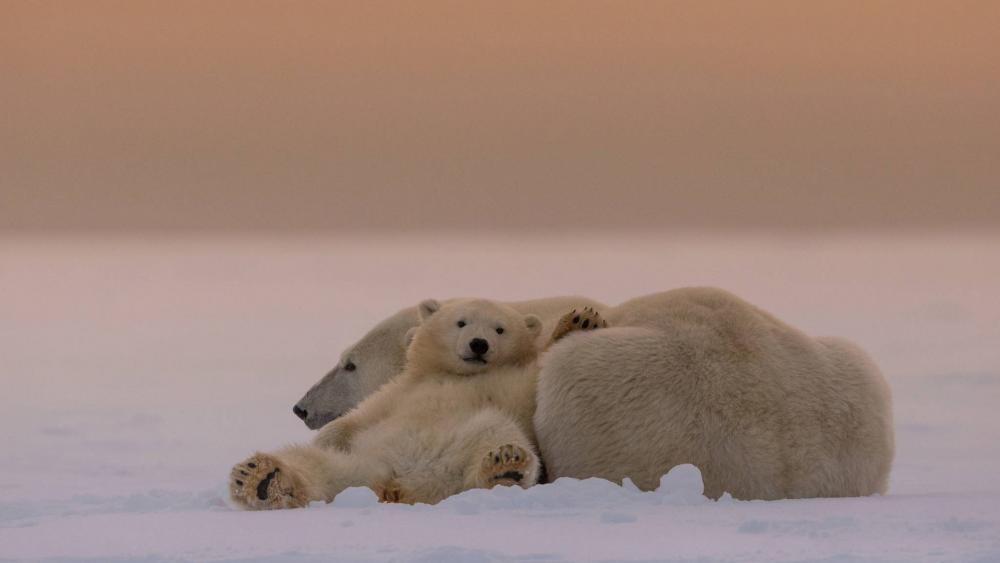 Polar Bear Family in Arctic Serenity wallpaper