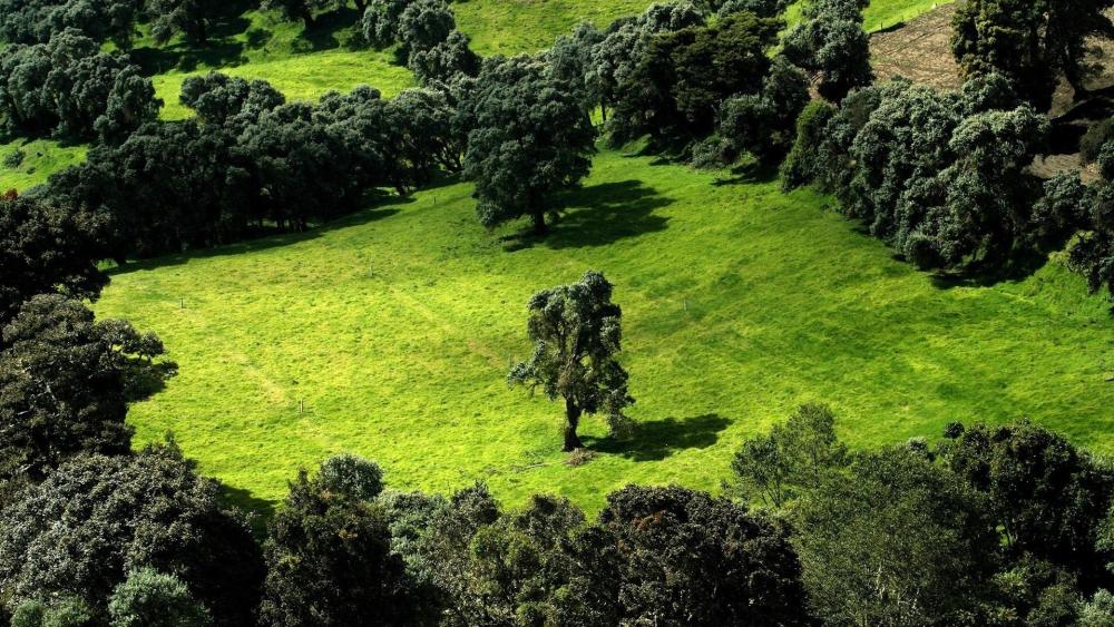 Green Oasis from Above wallpaper