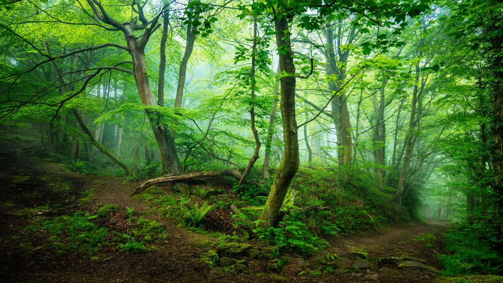 Forest Pathway in Lush Verdant Greenery wallpaper