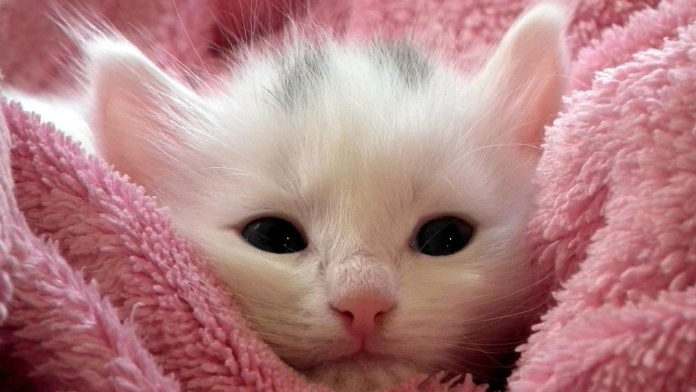 Fluffy Kitten Wrapped in Warmth and Cuteness wallpaper