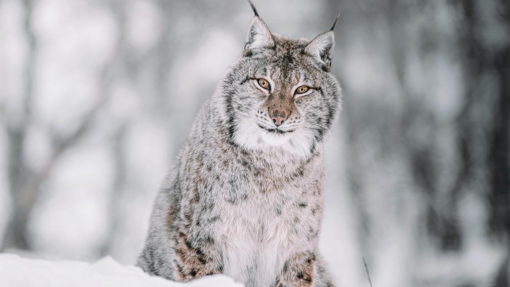 Winter Majesty of the Silent Lynx wallpaper