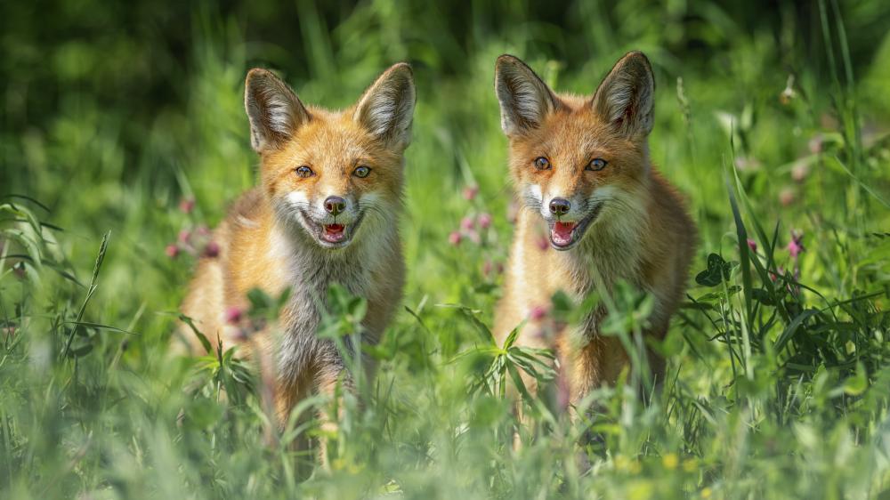 Two Foxes in Lush Greenery wallpaper