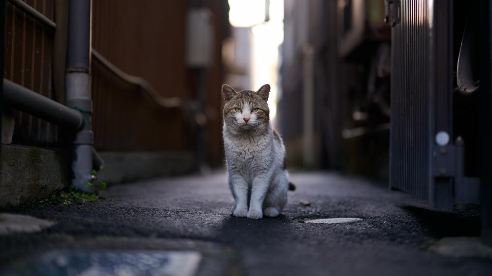 Serene Stray: A Cat's Alley Odyssey wallpaper