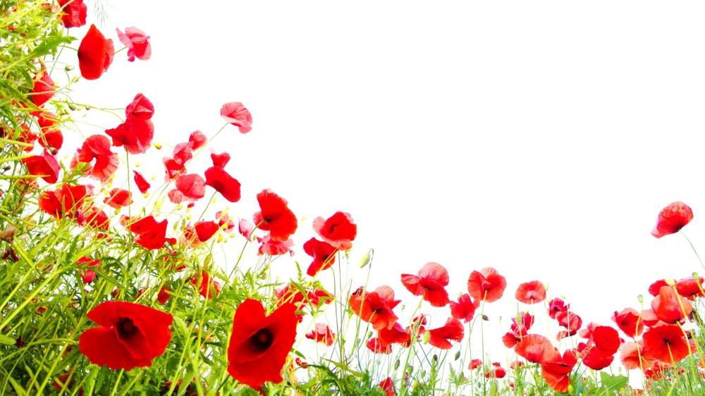 Red Poppies Against a White Canvas wallpaper