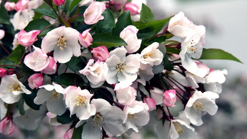 Apple Blossom Symphony in Springtime Bloom wallpaper