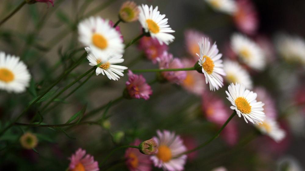 Dancing Daisies in Full Bloom wallpaper