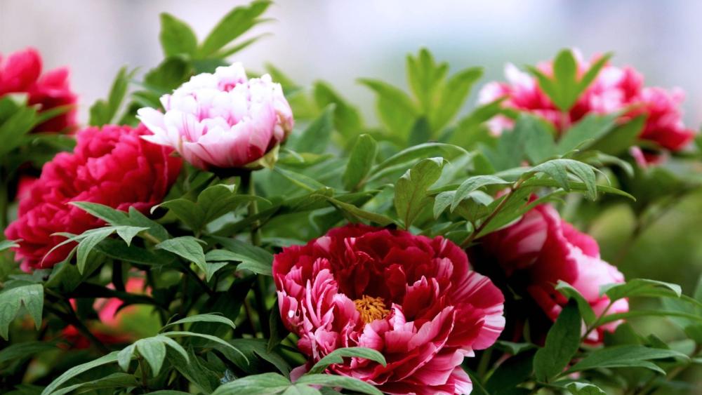 Peony Bliss in Full Bloom wallpaper