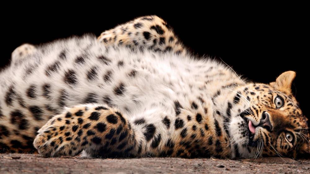 Playful Leopard in Restful Repose wallpaper