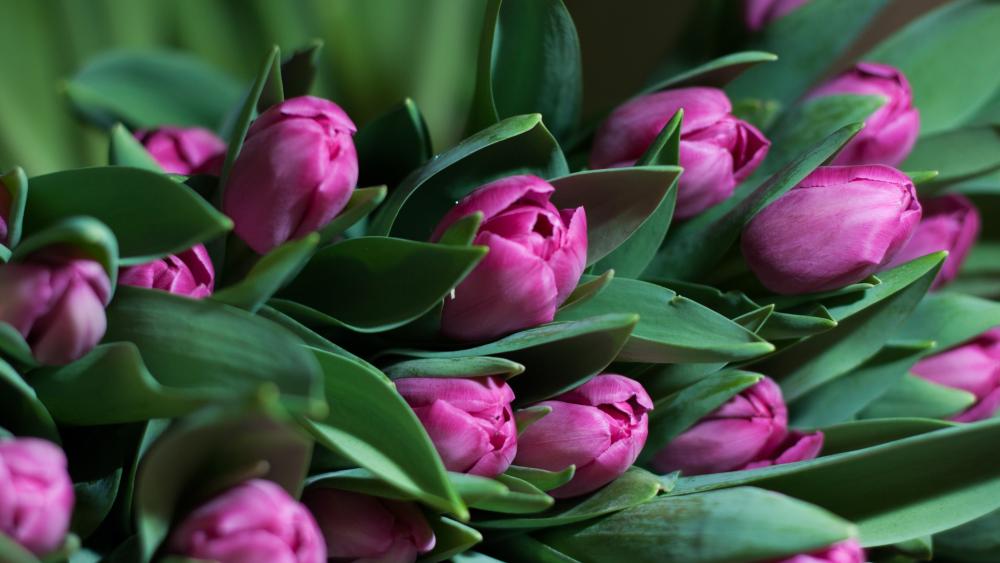 Pink Tulips in Bloom 4K Beauty wallpaper