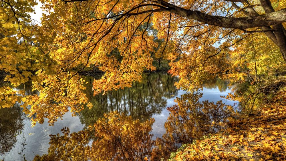 Golden Autumn Reflections in a Tranquil Forest River Scene wallpaper