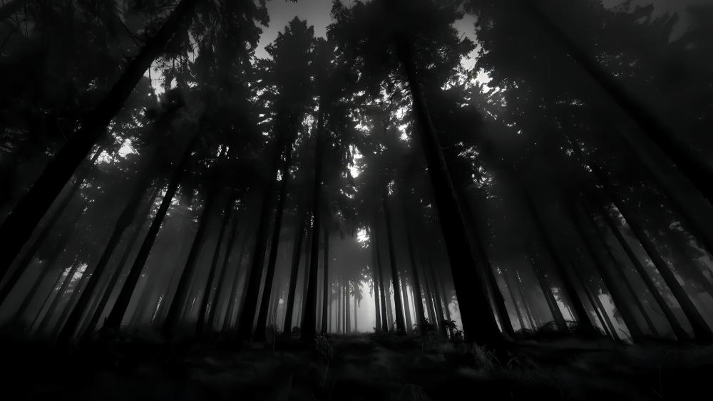 Enigmatic Forest in Monochrome Splendor wallpaper