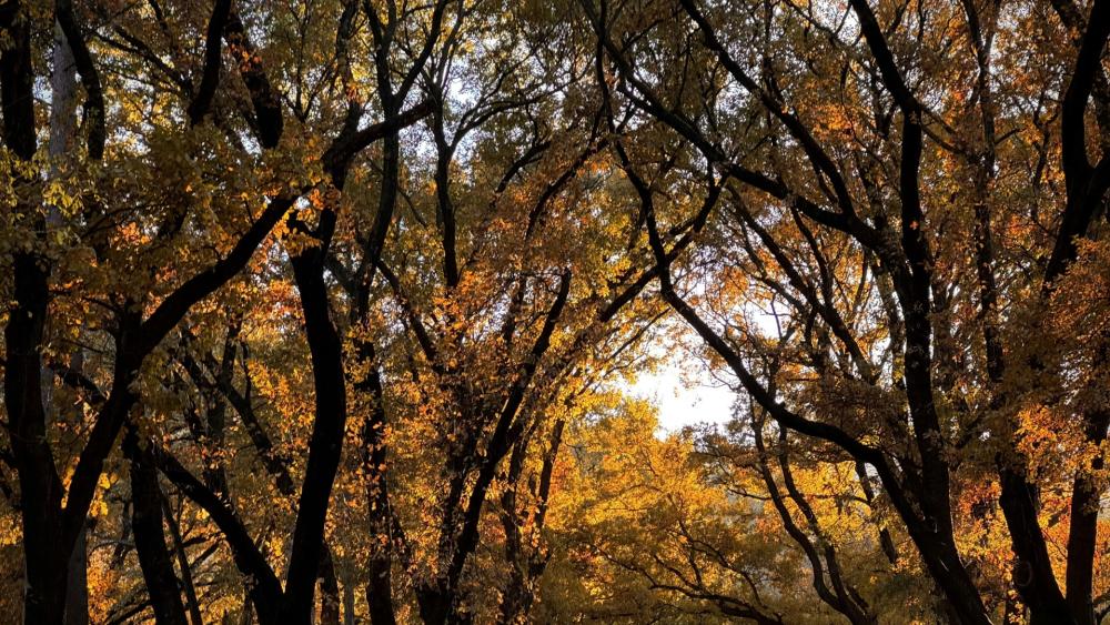 Golden Canopy of Autumn Trees wallpaper