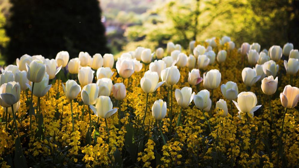 Spring Serenade in Blooming Tulip Fields wallpaper