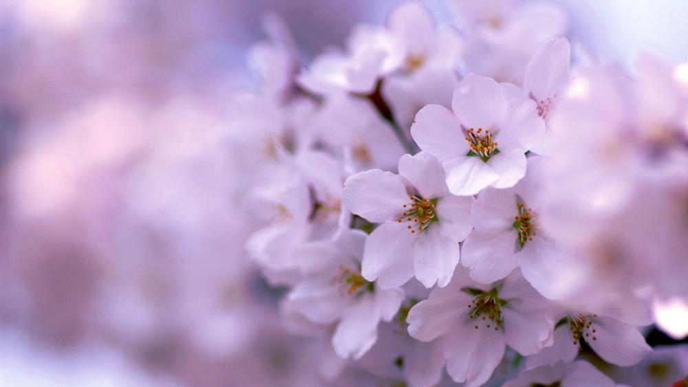 Springtime Serenity with Prunus Blossoms wallpaper