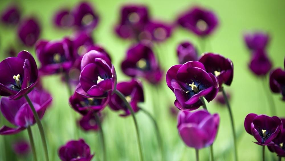 Purple Tulip Dreams in Spring Blossom wallpaper