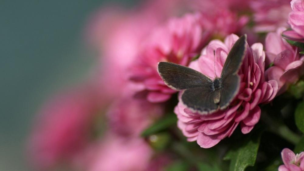 Butterfly and Blossom Harmony wallpaper