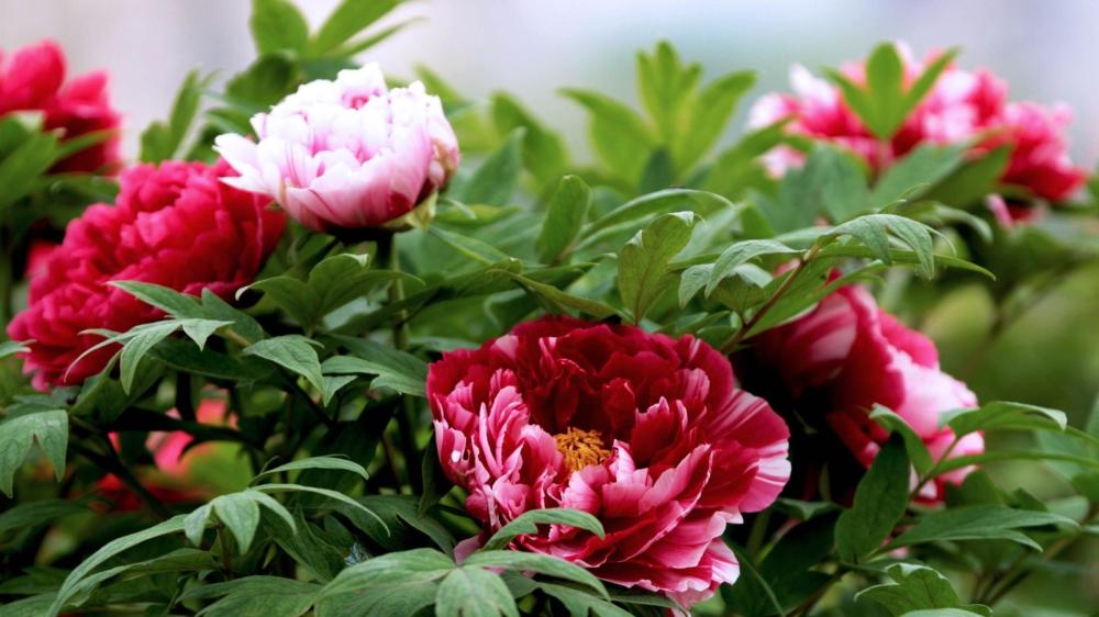 Peonies in Full Bloom Beautify the Garden Wall wallpaper