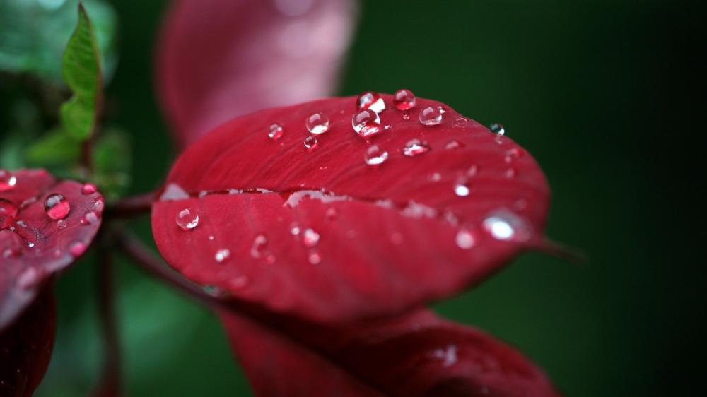 Red Leaves with Dew Drops wallpaper