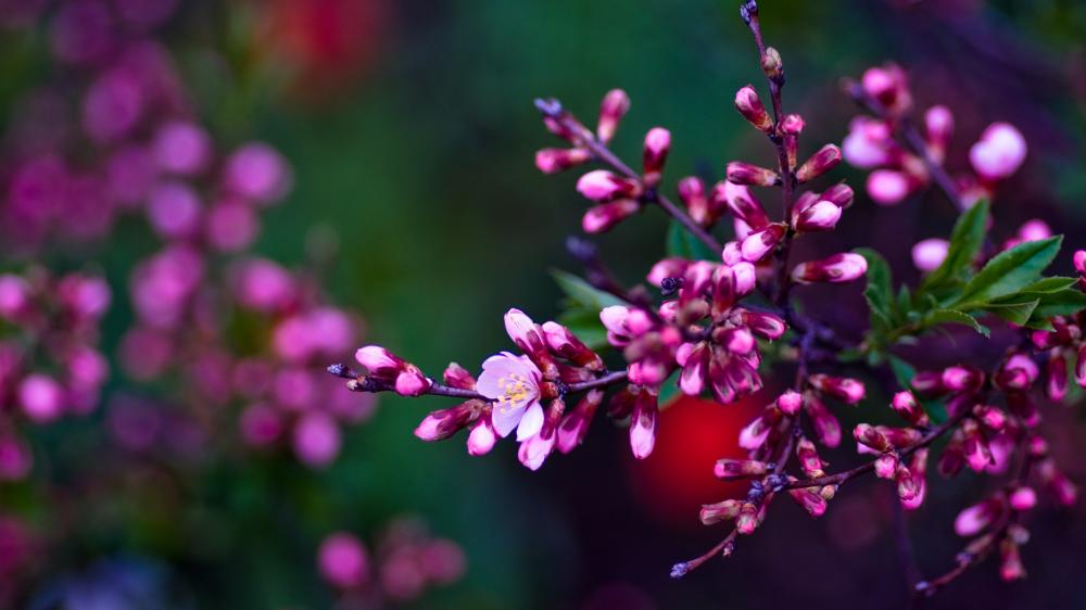 Spring's Delicate Symphony in Pink and Green wallpaper