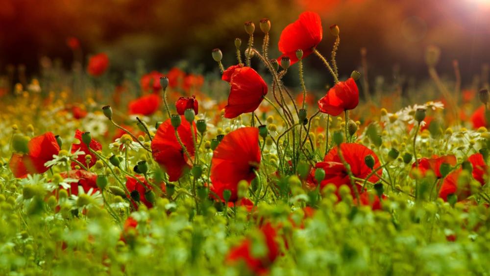 Bright Red Poppies in Bloom wallpaper