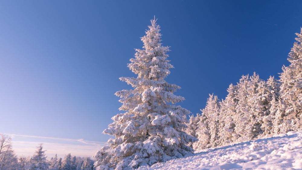 Snowy Pines Under a Clear Winter Sky wallpaper