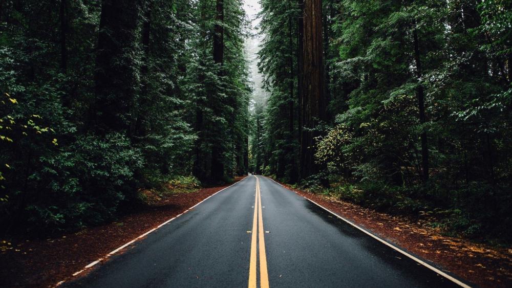 Wet Road Through a Serene Forest wallpaper