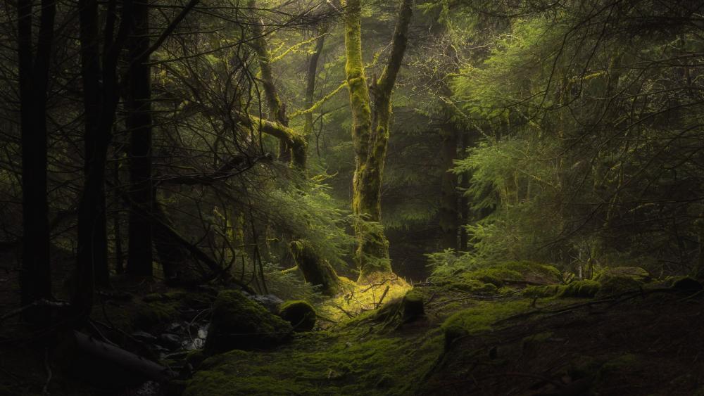 Enchanted Mossy Forest Glow wallpaper