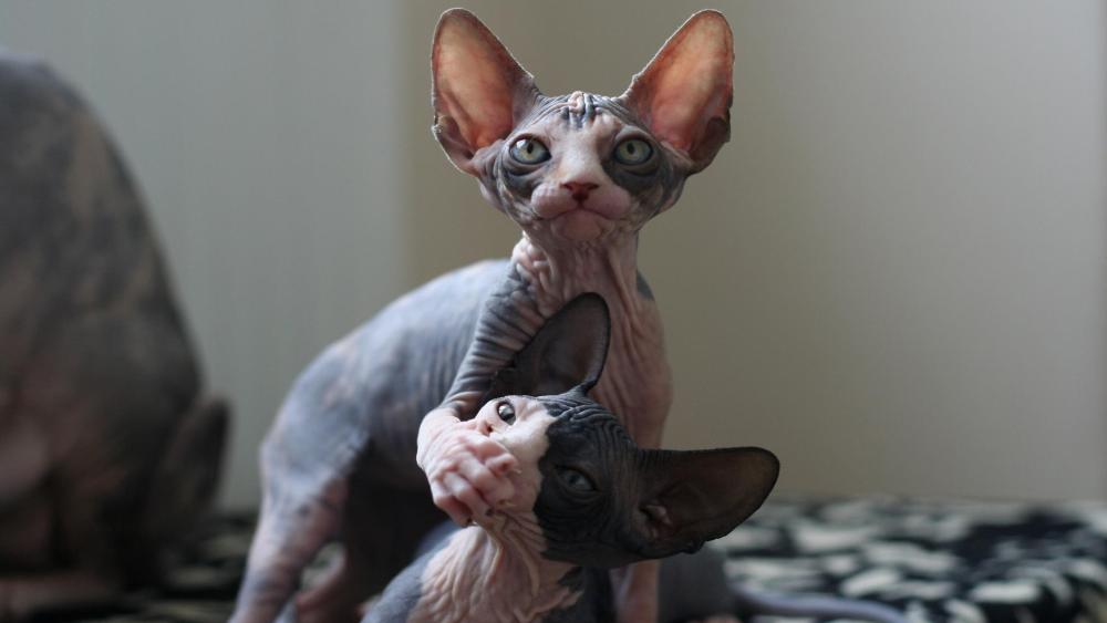 Sphynx Cat Companions in High Definition wallpaper