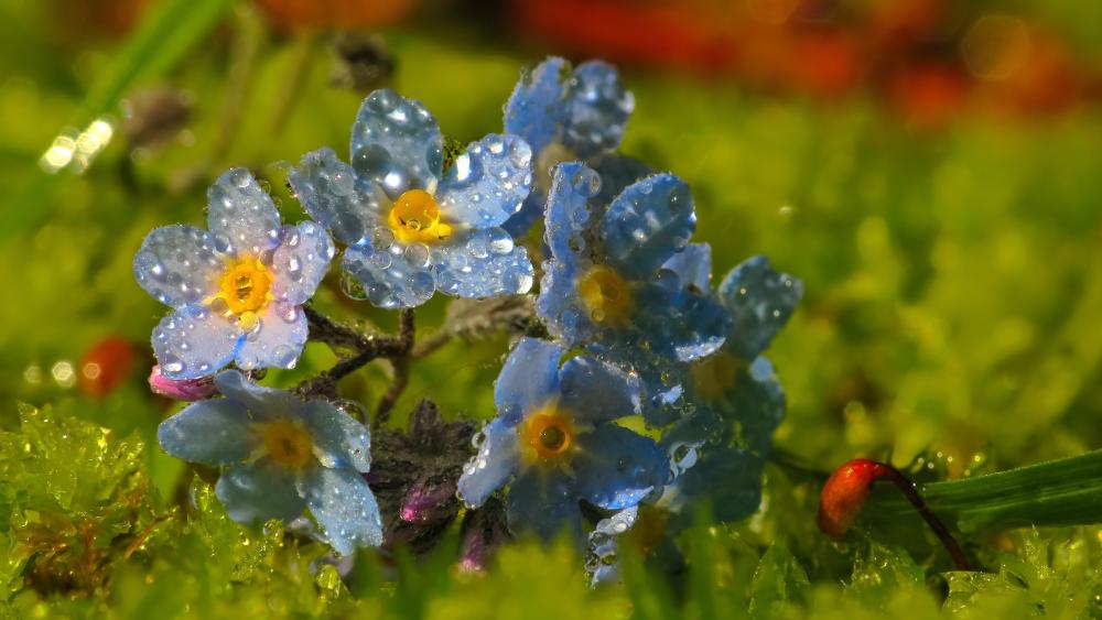 Blue Dew-Kissed Petals in 4K Clarity wallpaper