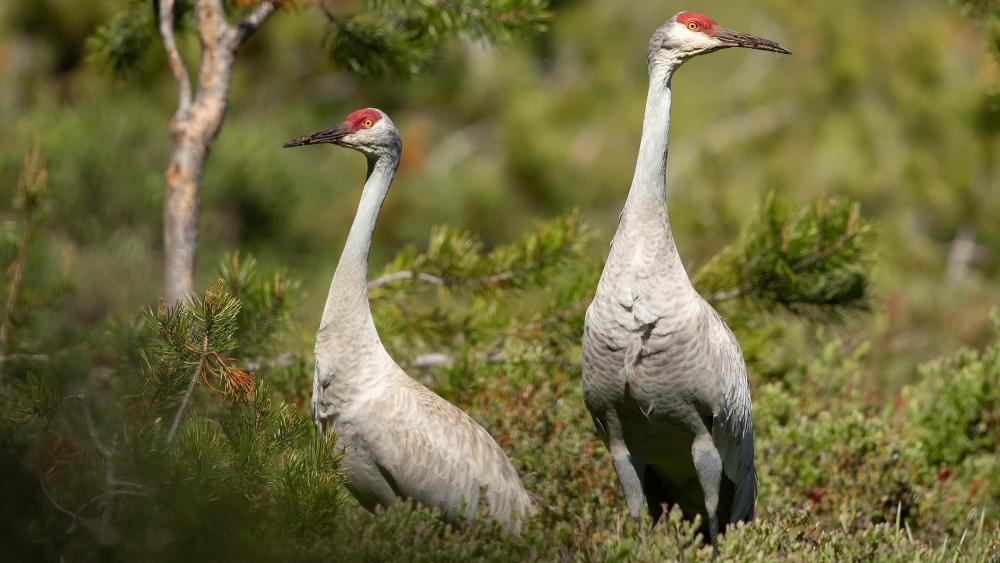 Majestic Sandhill Cranes in the Wild wallpaper