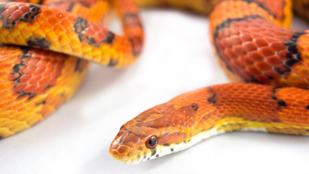 Corn Snake Beauty in Vibrant Colors wallpaper