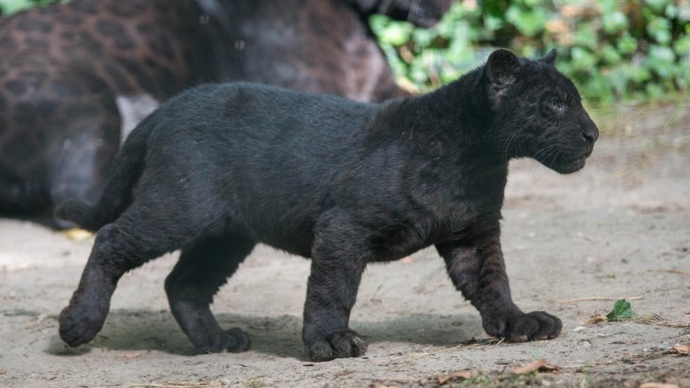 Baby Black Panther in the Wild wallpaper