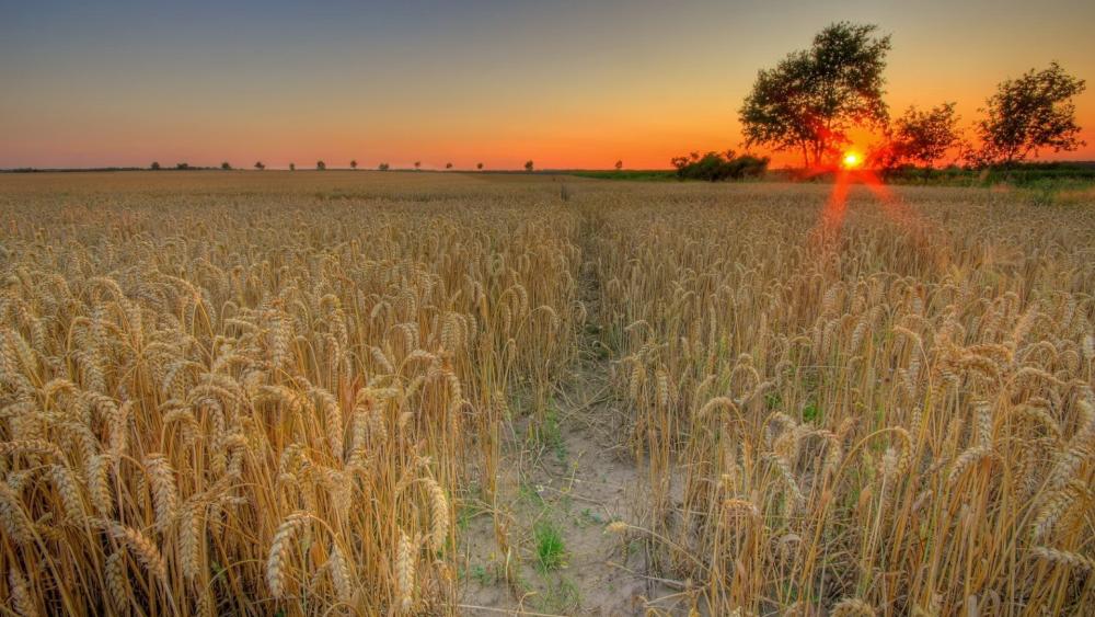 Golden Wheat Field at Sunset wallpaper