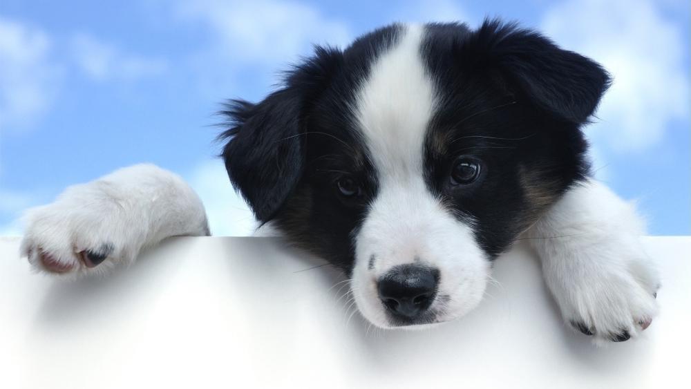 Adorable Border Collie Puppy in a Serene Sky wallpaper