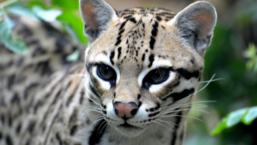 Ocelot in Lush Habitat Exploring Wilderness Beauty wallpaper