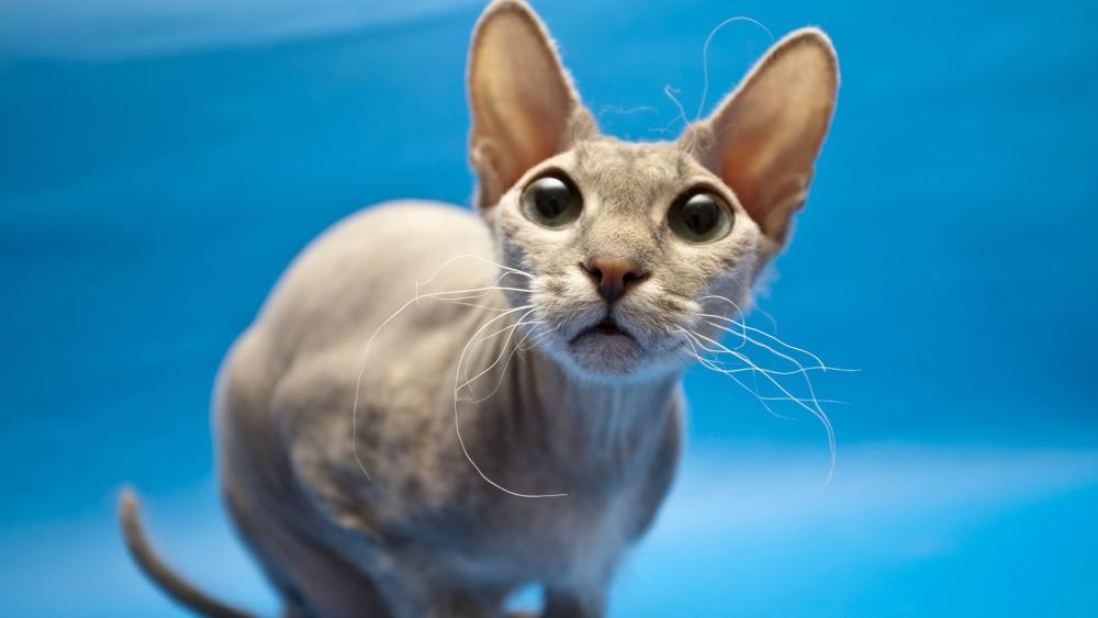 Sphynx Cat Against a Tranquil Blue Background wallpaper