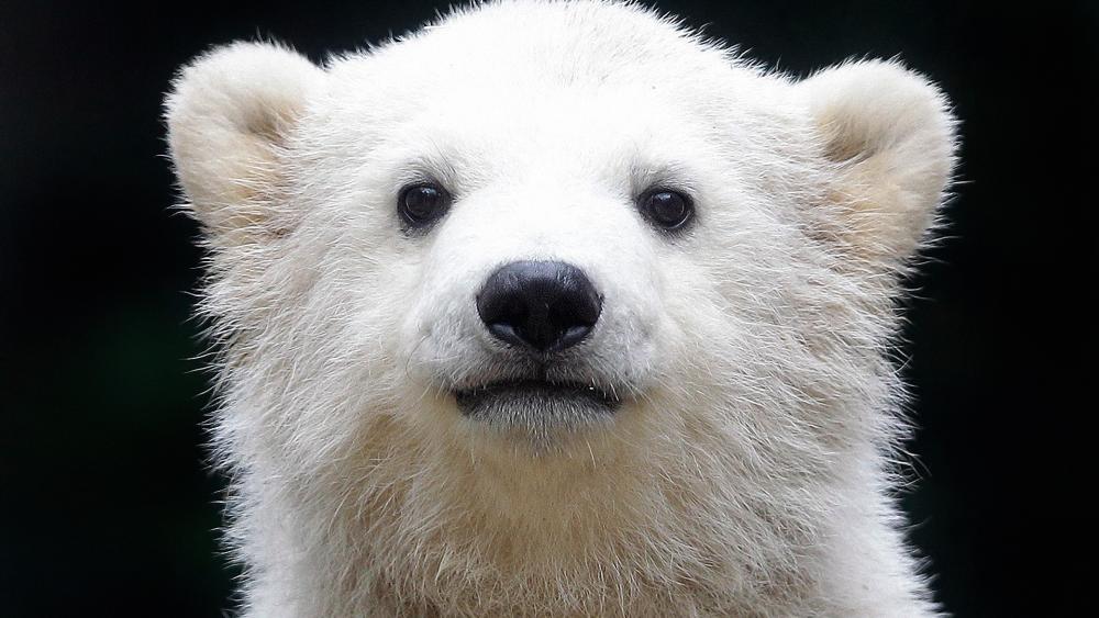 Polar Bear Cub Portrait Against Dark Background wallpaper