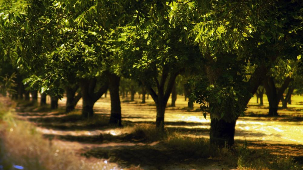 Tranquil Tree-Lined Pathway wallpaper