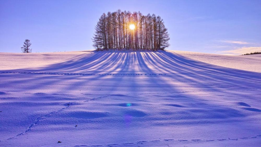 Winter Sun Casting Tree Shadows wallpaper