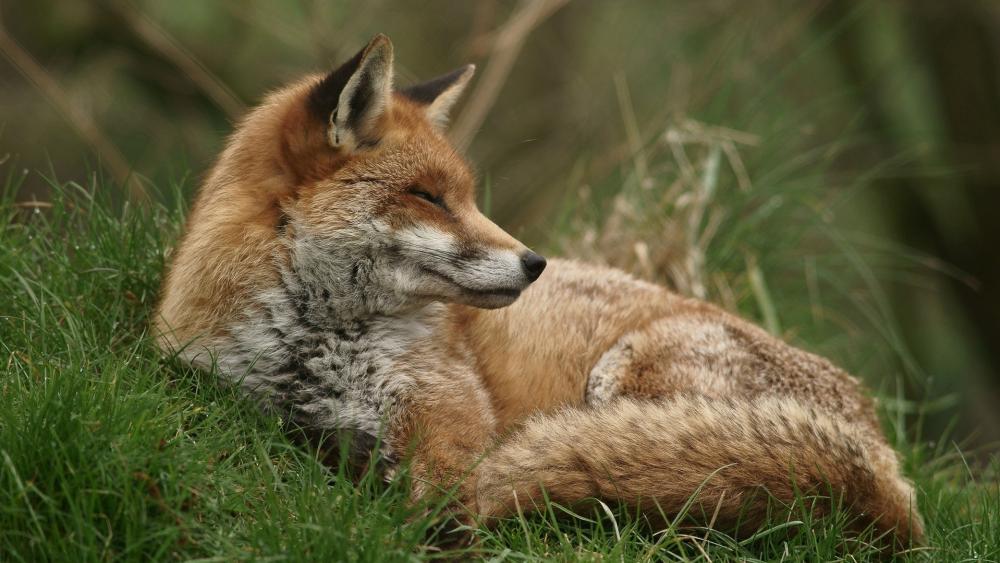 Serene Fox Resting in Nature's Embrace wallpaper