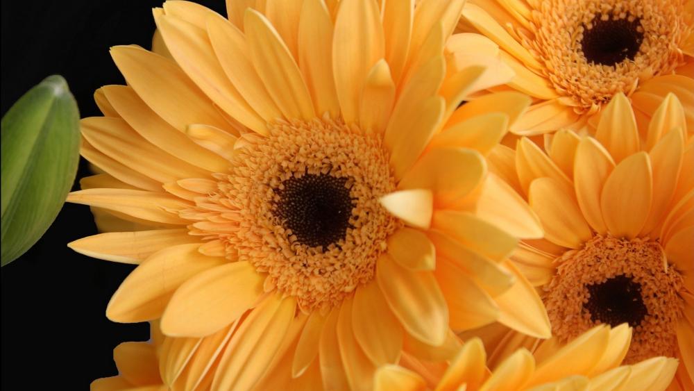 Golden Radiance of Gerbera Blooms wallpaper