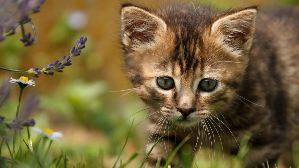 Adorable Kitten Exploring the Garden wallpaper