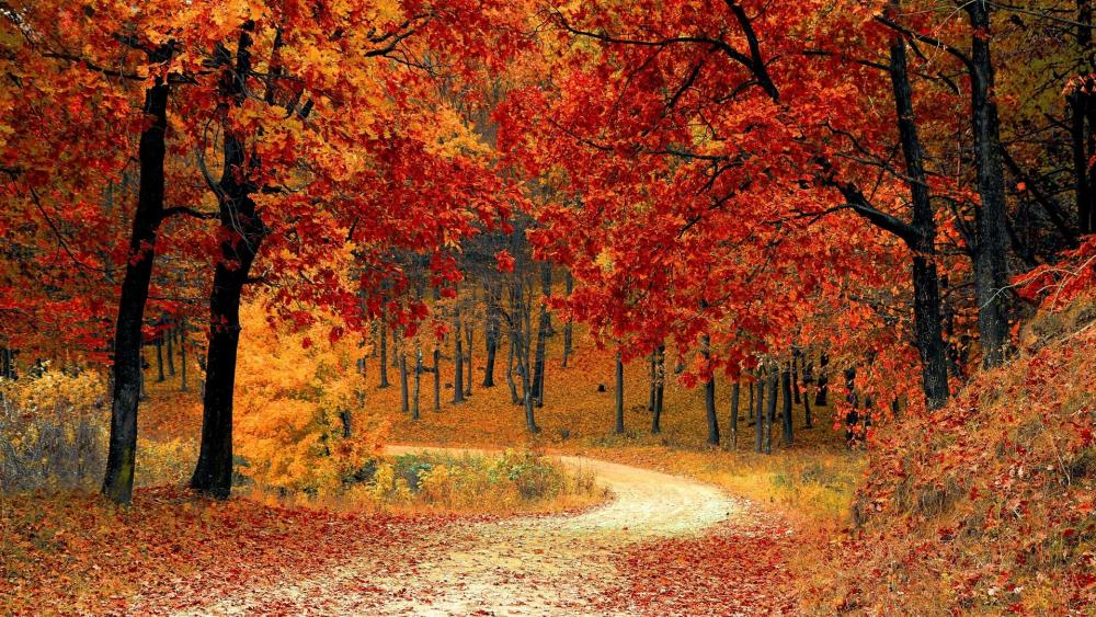 Autumn’s Vibrant Tapestry in the Forest wallpaper