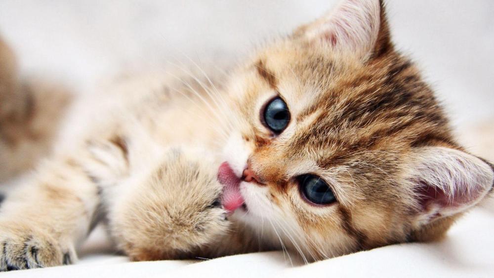 Kitten Cuteness at Playful Moments wallpaper