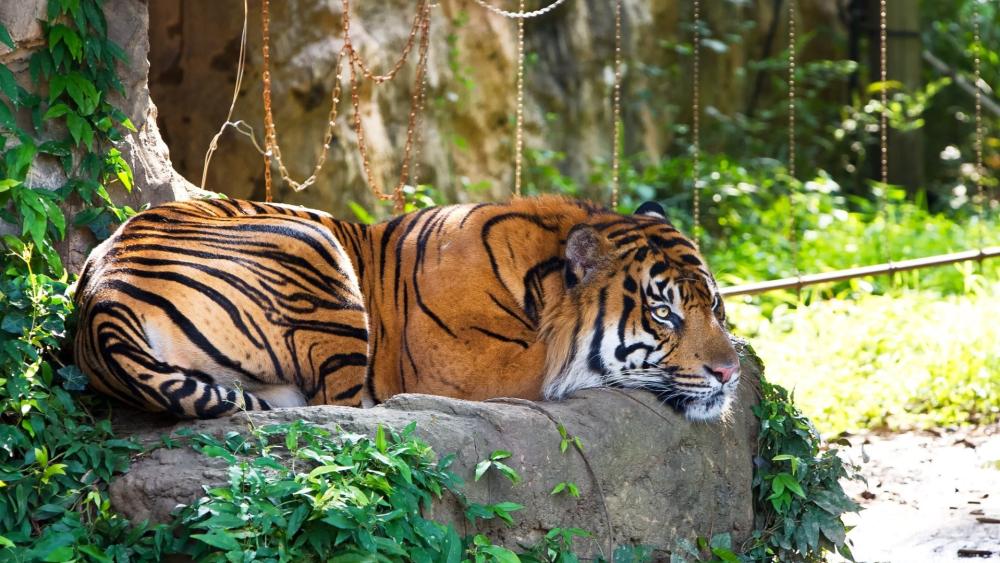 Majestic Sumatran Tiger Resting in the Sunlight wallpaper