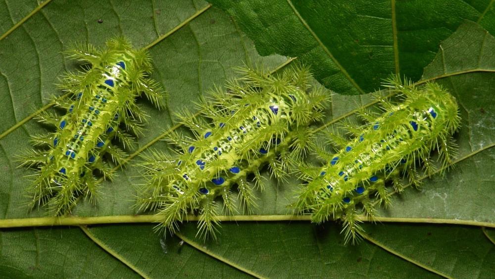 Luminous Caterpillars on Green Leaves wallpaper